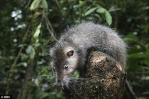 10 bizarres espèces d'animaux découvertes récemment 10 bizarres espèces d'animaux découvertes récemment