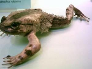10 bizarres espèces d'animaux découvertes récemment 10 bizarres espèces d'animaux découvertes récemment