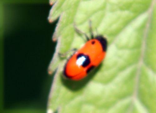 Clytra laeviuscula clytra laeviuscula romi 31 mai 2009 010.jpg