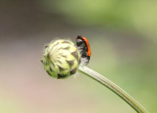 Clytra laeviuscula clytra romi 13 juin 2012 001 (167).jpg