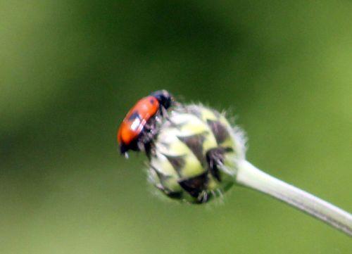 Clytra laeviuscula clytra romi 13 juin 2012 001 (165).jpg