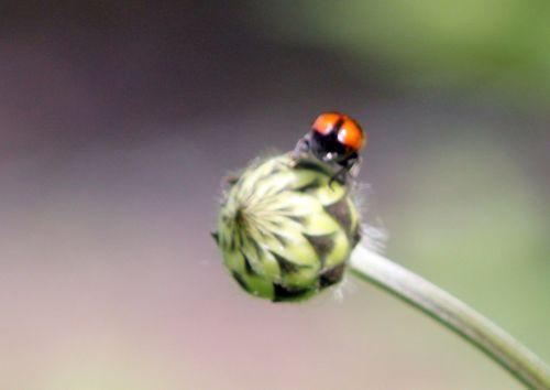 Clytra laeviuscula clytra romi 13 juin 2012 001 (166).jpg