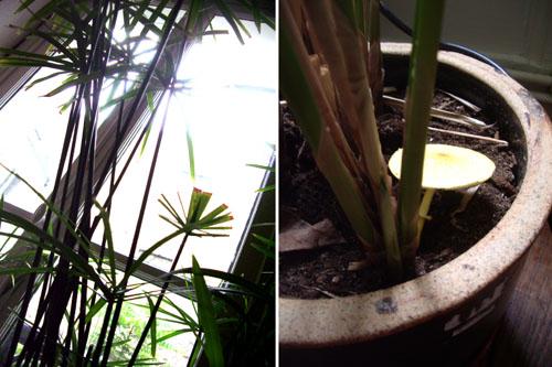 Un champignon dans les plantes Un champignon dans les plantes