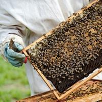 Un insecticide interdit pour protéger les abeilles