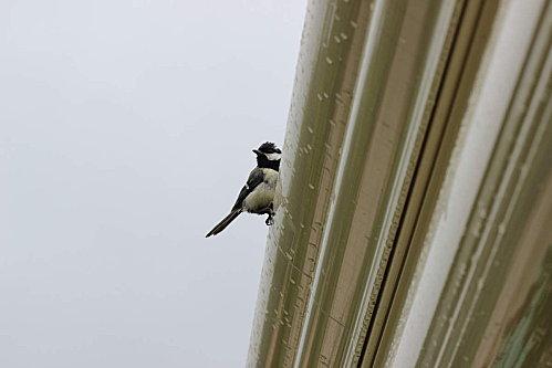 mésange charbonnière mésange charbonnière