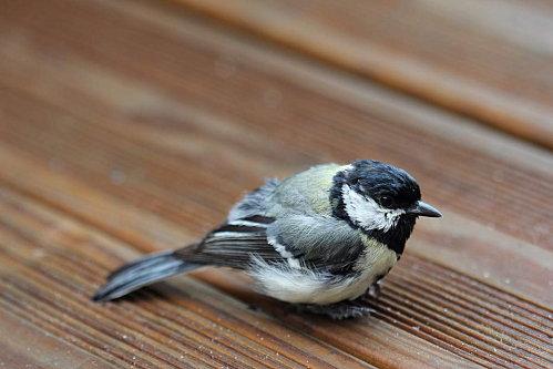 mésange à joues blanches mésange