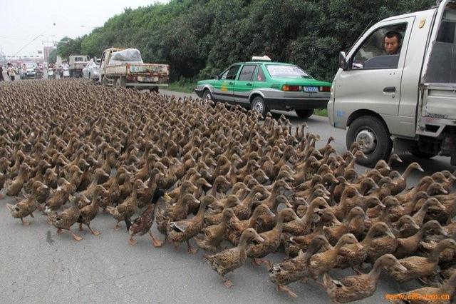 5000 canards au milieu de la circulation (Chine)