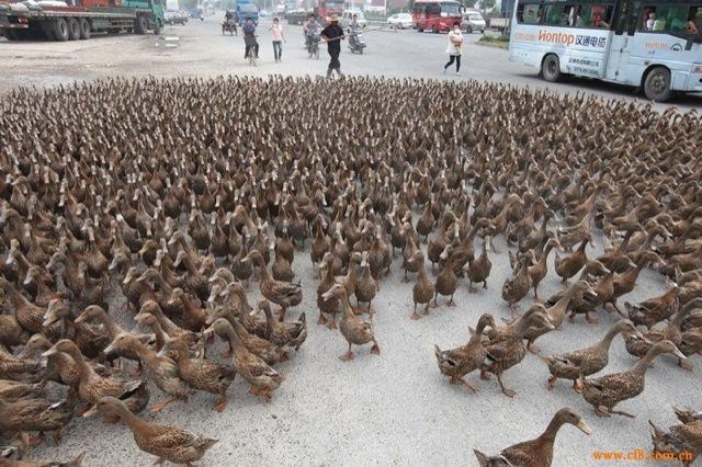 5000 canards au milieu de la circulation (Chine)