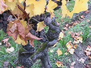 Les Sauternes 2009 à l'Union des Grands Crus de Bordeaux 074