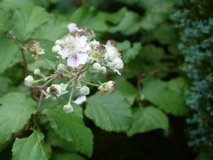 Délices du jardin P1060451