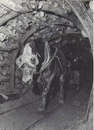 Les décroissants sont-ils de foutus spécistes ? Medium_cheval