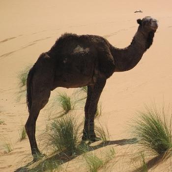 ce chameau n'a qu'une bosse, c'est donc un dromadaire. ce chameau n'a qu'une bosse, c'est donc un dromadaire.