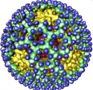CANCER: Vers un traitement viral avec le réovirus? – Science Translational Medicine