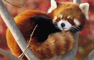 Firefox – Suprise pour la semaine prochaine Firefox – Suprise pour la semaine prochaine