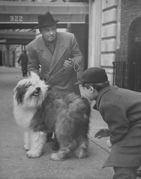 Les chiens de  New York City  par Nina Leen