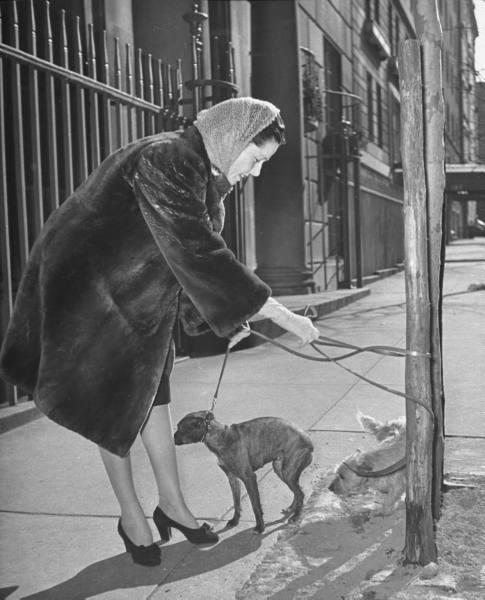 Les chiens de  New York City  par Nina Leen