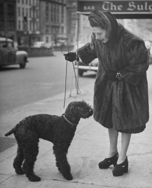 Les chiens de  New York City  par Nina Leen