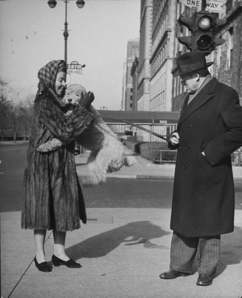 Les chiens de  New York City  par Nina Leen