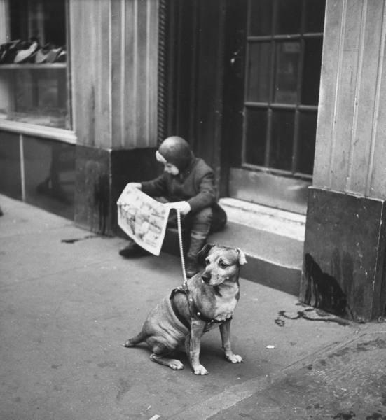 Les chiens de  New York City  par Nina Leen