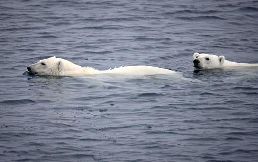 Pour sauver l’Arctique, nous devons agir maintenant ! Je deviens Défenseur de l’Arctique (Greenpeace)