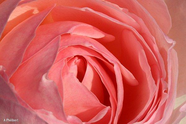 rose-rose.jpg