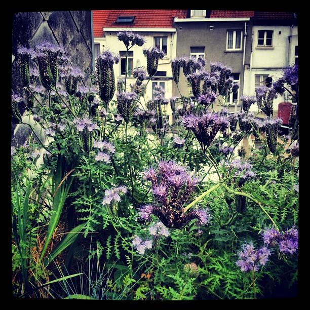 Phacélie d'un mauve tendre Phacélie d'un mauve tendre