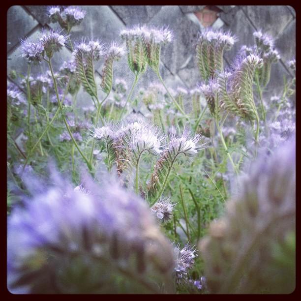 Phacélie de mon balcon Phacélie de mon balcon