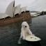 Save the Arctic à Sydney en Austalie