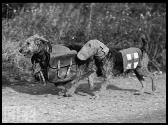 Les chiens et la guerre … en quelques images