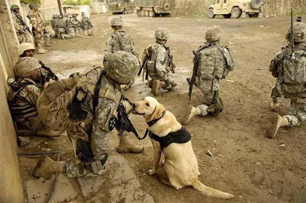 Les chiens et la guerre … en quelques images