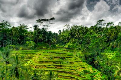 Des rizières en terrasses (photo HDR)