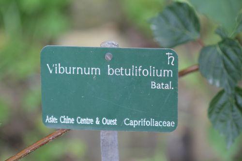 6 viburnum betulifolium paris 23 juin 2012 379.jpg