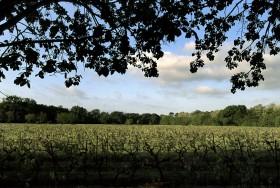 Château St Martin vigne all Dégustation