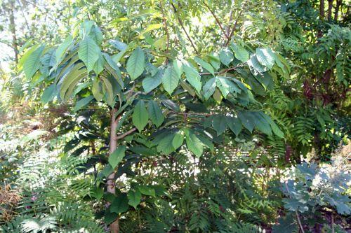 Le retour à Marnay sur Seine 4 asimina marnay 21 août 2010 053.jpg