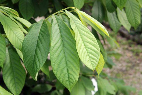 Le retour à Marnay sur Seine 2 asimina triloba 30 juin 2012 106.jpg