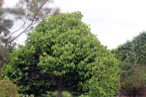 Le retour à Marnay sur Seine 8 asimina paris 23 juin 2012 366.jpg