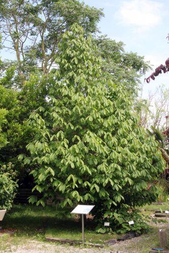 Le retour à Marnay sur Seine 1 asimina triloba 30 juin 2012 095.jpg