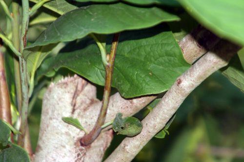 Le retour à Marnay sur Seine 5 asimina marnay 21 août 2010 054.jpg