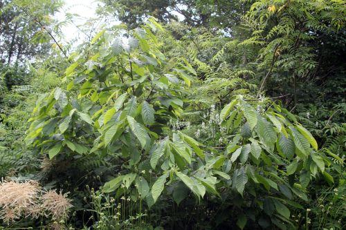 Le retour à Marnay sur Seine 6 asimina 30 juin 2012 233.jpg