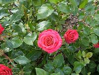 LA PHOTO DE LA SEMAINE #22 (Super long billet inside !!) LA PHOTO DE LA SEMAINE #22 (Super long billet inside !!)