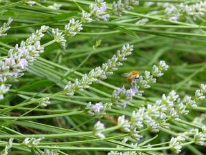 Un été à champignons P1060555