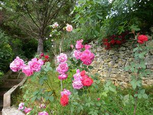 Un été à champignons P1060552