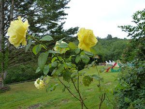 Un été à champignons P1060550