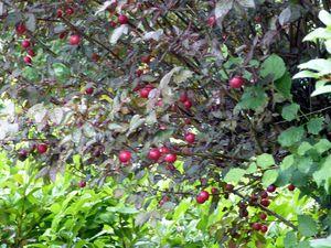 Un été à champignons P1060558