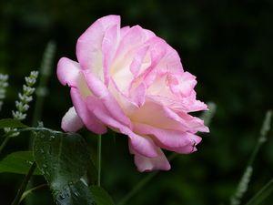 Un été à champignons P1060557