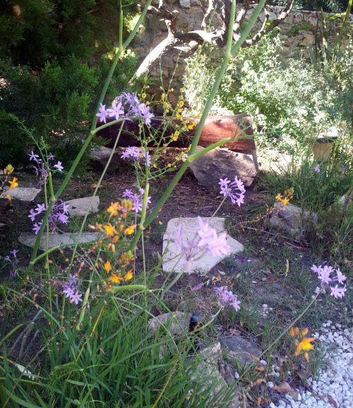 Nos photos de juin 2012 : avec l'arrivée des 1ères chaleurs, le jardin prend des couleurs ! Nos photos de juin 2012 : avec l'arrivée des 1ères chaleurs, le jardin prend des couleurs !