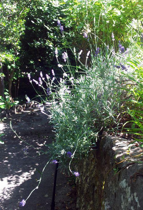 Nos photos de juin 2012 : avec l'arrivée des 1ères chaleurs, le jardin prend des couleurs ! Nos photos de juin 2012 : avec l'arrivée des 1ères chaleurs, le jardin prend des couleurs !