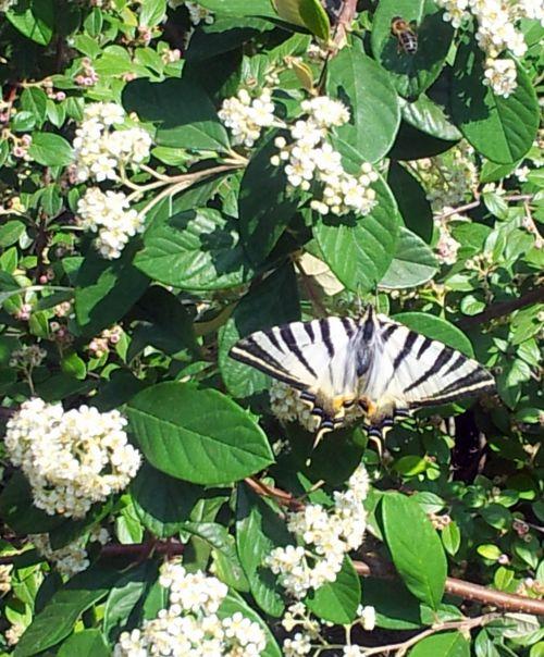 Nos photos de juin 2012 : avec l'arrivée des 1ères chaleurs, le jardin prend des couleurs ! Nos photos de juin 2012 : avec l'arrivée des 1ères chaleurs, le jardin prend des couleurs !