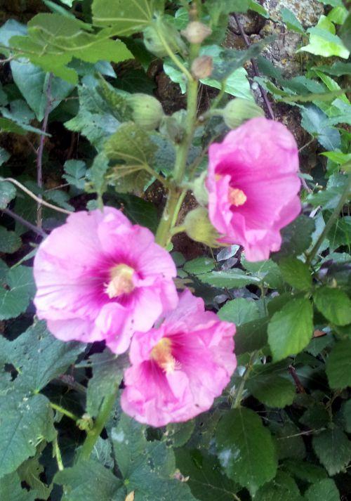 Nos photos de juin 2012 : avec l'arrivée des 1ères chaleurs, le jardin prend des couleurs ! Nos photos de juin 2012 : avec l'arrivée des 1ères chaleurs, le jardin prend des couleurs !