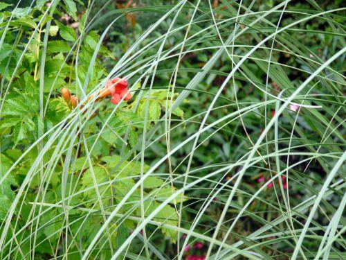 Nos photos de juin 2012 : avec l'arrivée des 1ères chaleurs, le jardin prend des couleurs ! Nos photos de juin 2012 : avec l'arrivée des 1ères chaleurs, le jardin prend des couleurs !